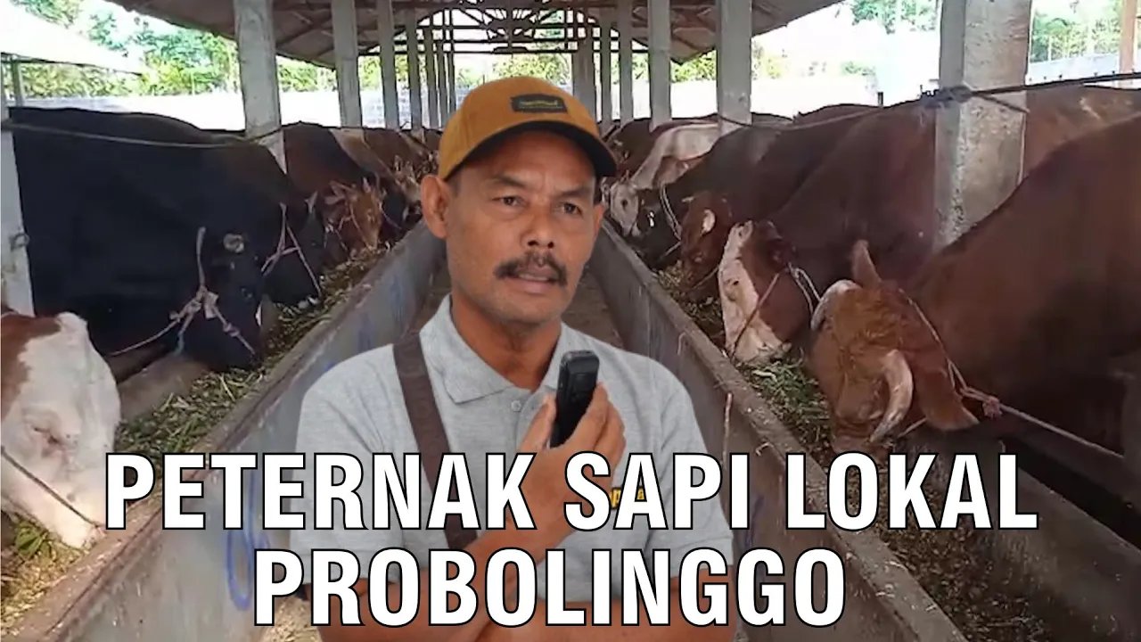 
                                 Peternak-Sapi-Lokal-Probolinggo